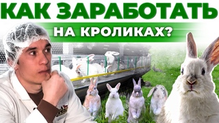 Как открыть Бизнес в селе | Доход и риски | Как заработать на Кроликах | Андрей Даниленко