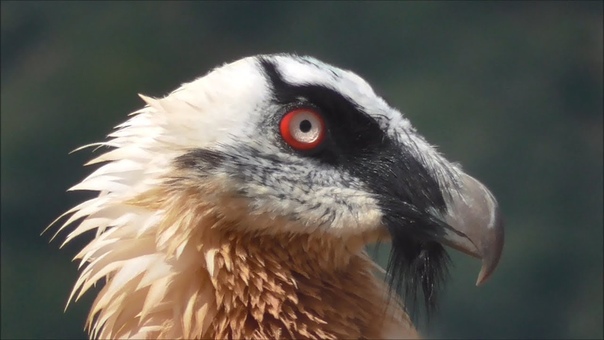 Bearded Vulture, Бородач, Gypaetus