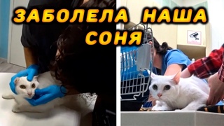 Vlog ➤У КОШКИ СЛУЧИЛСЯ ПРИСТУП 😢😢/ СОНЯ СДАЕТ КРОВЬ /  1 часть