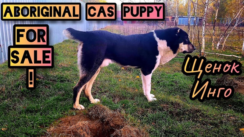 Aboriginal dog 2022 male puppy Central Asian Shepherd Овчарка потомок Саги