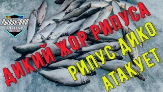 Диалоги  о  рыбалке или ЖОР РИПУСА !!!  РИПУС vs ГИРЛЯНДА! Рипус  на  закате  часть первая