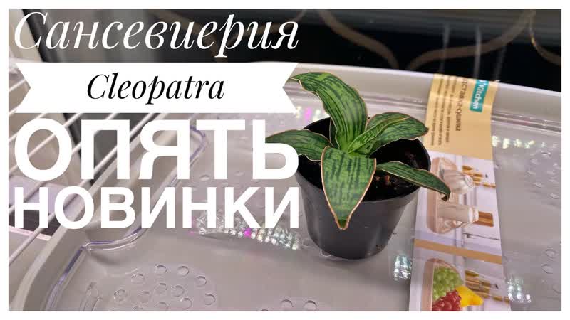 Будни цветовода Сансевиерия Cleopatra Про оконный