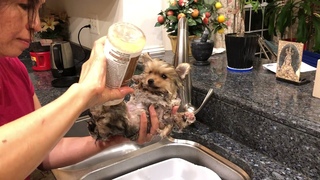 pomeranian puppies first bath 8 week old puppy first bathe cute