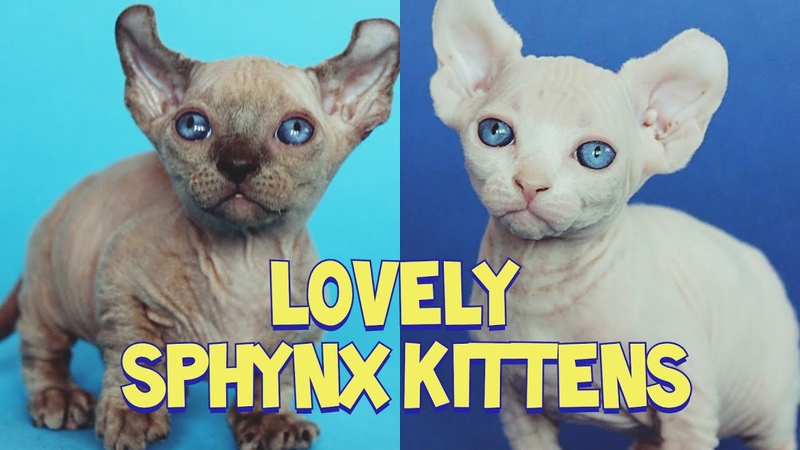 Lovely Sphynx Kittens Compilation : Hairless
