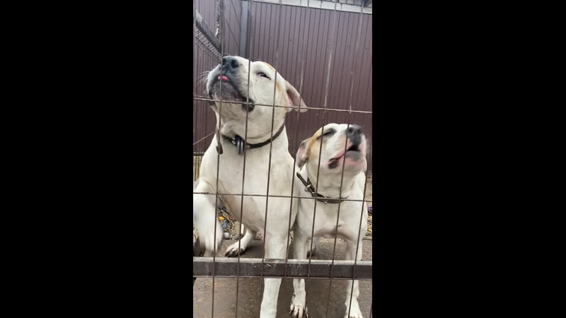Max s Russian Jack of Kinghaven и Max s Bulldogs Dose, Отец и