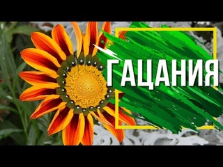 Гацания Посадка и Уход  Выращивание Гацании