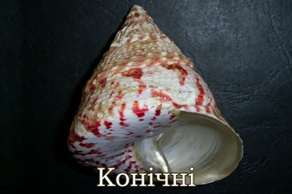 Конічні
