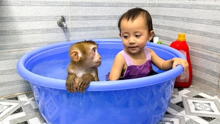 Monkey Kaka and baby Diem invited each other to bathe together