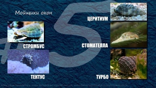 ТОП-10 Санитары морского аквариума