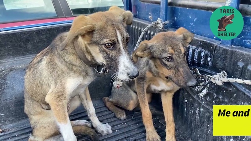 Look at Sophia and Bailey ,adoptme Takis