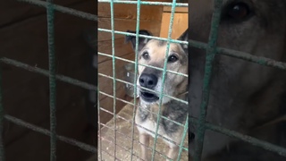 Так холодно , что на бороде выросли сосульки  #shortvideo #собака