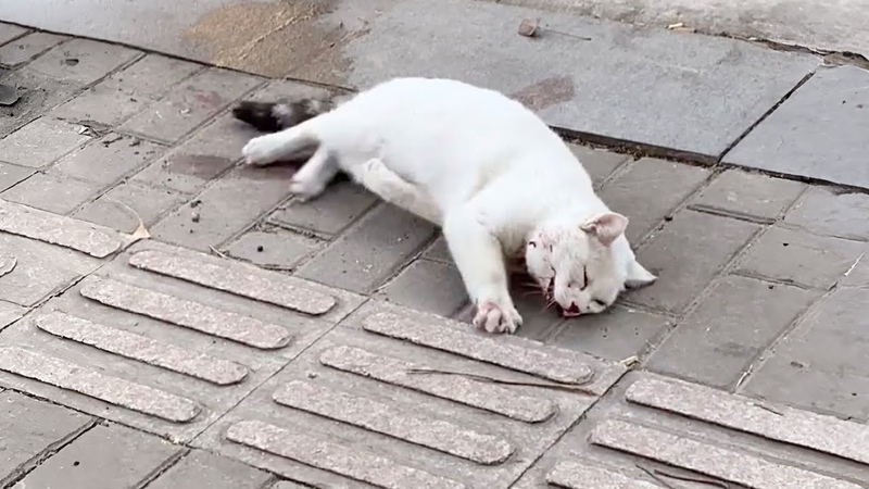 This cat, after a car crash and desperately struggling on the roadside, finally she was