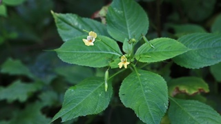 Недотрога мелкоцветковая (Impatiens parviflora)