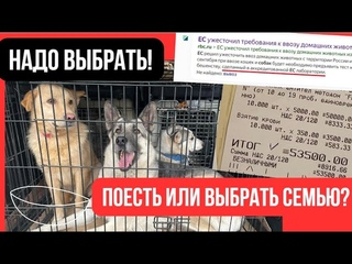 Надо выбрать: поесть или выбрать семью