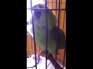 Не каждый попугай так сможет