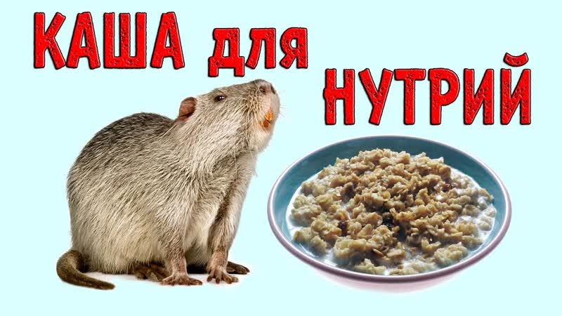 КАША для НУТРИЙ, Бобры на минималках лопают