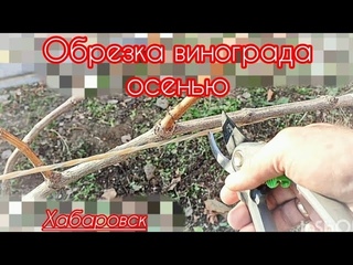 Обрезка взрослых кустов винограда осенью.