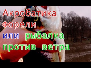 Бойкая форель исполняла сальто и кульбиты но упорно не хотела идти в подсак...