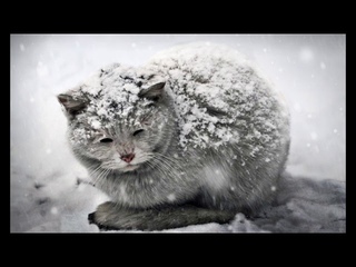 Уродливый кот.