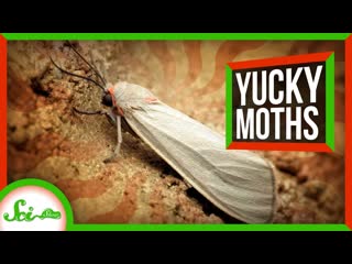 Why These Moths Don't Run Away from Bats
