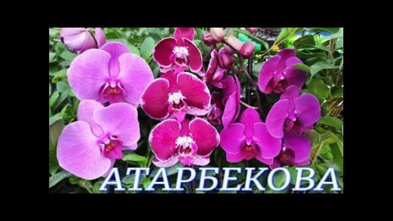 369, Поступили СВЕЖИЕ, КРАСИВЫЕ орхидеи в с, ц