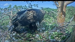 21/5/23 Eagles Altynychi 2023 ☀️🦅 1st Egg: HATCHED! 🐣 Mother Altynai Reveals Her New Eaglet Chick