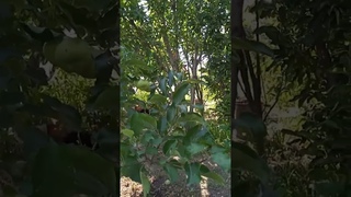 Самый лучший сорт яблони в мире 2024 г.! Высокоурожайный, вкусный и сладкий сорта ЛИГОЛ! #огород