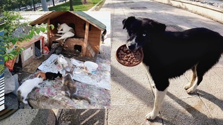 The dog takes a plate full of food into his mouth and carries it to the mother cat and kittens.