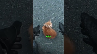 Mann rettet kleine Katze auf der Straße ❤️