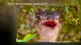 ИФД  ПЗС ЖВН 01 2021
