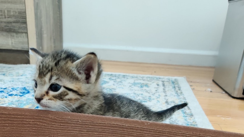 Potato Kitten Escapes 2021 02