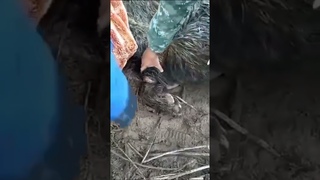 Медведицу спасли из браконьерских рыболовных сетей на Сахалине