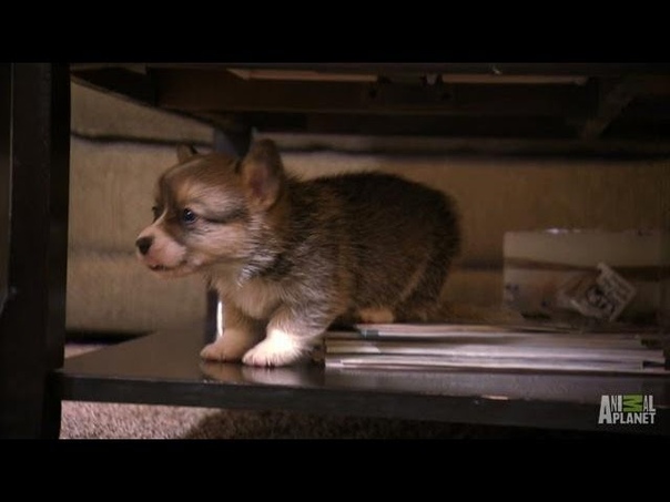 Corgi Pups Learn to Climb, Too