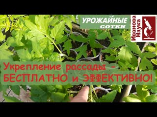 Самый ПРОСТОЙ и БЕСПЛАТНЫЙ способ укрепить рассаду. Не сломается, хорошо укоренится и даст урожай!
