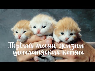 Шотландские котята. Первый месяц жизни.