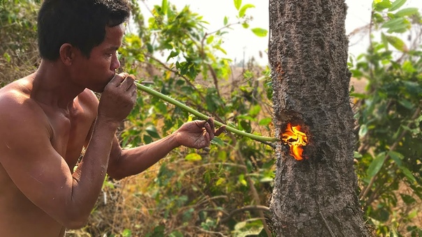Primitive Culture: Nature Cut Tree Using Fish Oil and Tree