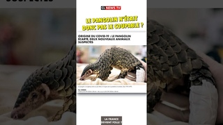Le pangolin n'tait donc pas le coupable    #actualits #humour #news