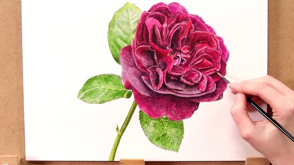 How to paint a realistic red rose in watercolour with Anna
