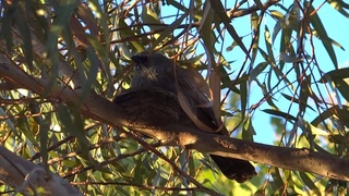 Apostlebird