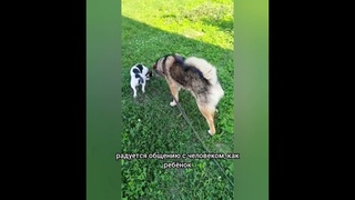 Да, он крупный, но какой же классный пёс 👍 #ищетдом