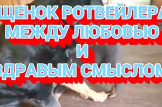 ЩЕНОК МЕЖДУ ЛЮБОВЬЮ И ЗДРАВЫМ СМЫСЛОМ.Воспитание и дрессировка ротвейлера