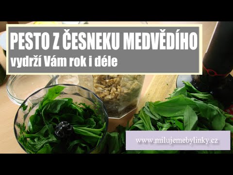 Pesto z česneku medvědího, které vydrží rok i