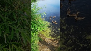 Местные утки в пруду налетели на хлеб