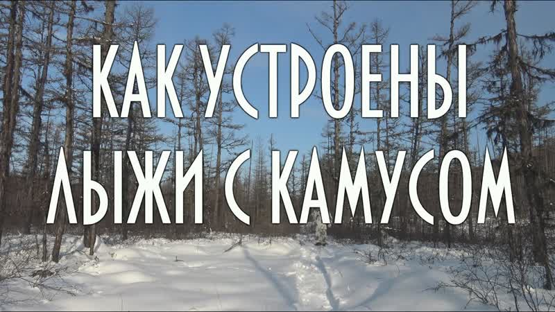 Как устроены охотничьи лыжи с камусом, крупный план, лыжи