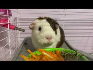 Хомяк жОстко  кушает под фонк -  Amioomr - Stoned Hamster