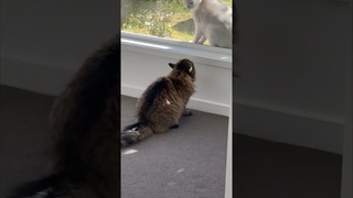 Cats meowing that'll warm your heart and make you smile  #shorts