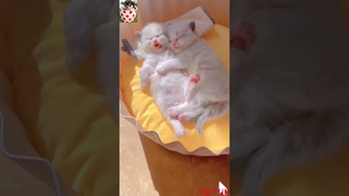 #cats #cat #kitties #animals #funnycats #shorts Beautiful cats