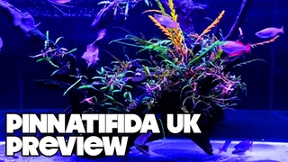 Hygrophila Pinnatifida UK (Preview) - No Substrate + Green Dust Algae - Planted Tank