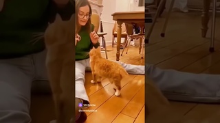 Собаки #смех#деньги #юмор