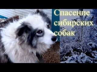Спасение сибирских собак. Крик помощи! Замерзают насмерть. Мороз минус 50